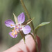 Clarkia stellata - Photo (c) Todd Ramsden, μερικά δικαιώματα διατηρούνται (CC BY-NC), uploaded by Todd Ramsden