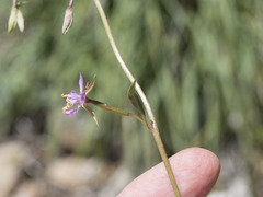 Clarkia stellata
