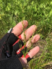 Juncus anthelatus