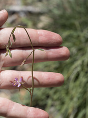 Clarkia stellata