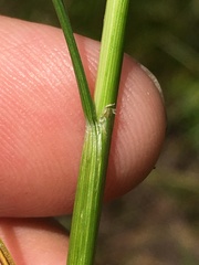 Juncus anthelatus