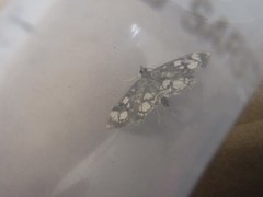 Anania coronata