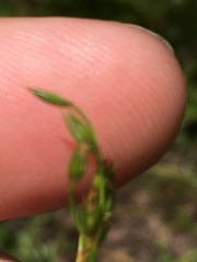 Juncus anthelatus