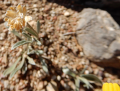 Tetraneuris argentea