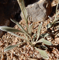 Tetraneuris argentea