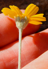 Tetraneuris argentea