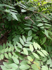 Indigofera kirilowii