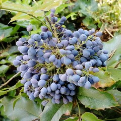 Berberis aquifolium