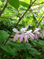 Indigofera kirilowii