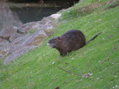 Myocastor coypus