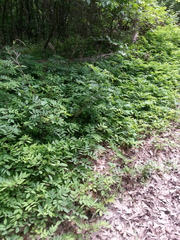 Indigofera kirilowii