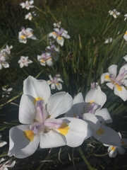 Dietes grandiflora
