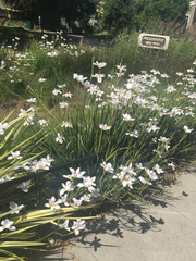 Dietes grandiflora