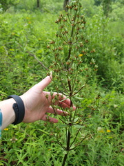 Frasera caroliniensis