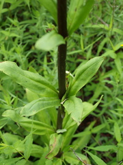 Frasera caroliniensis