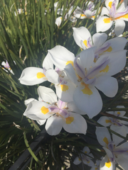 Dietes grandiflora