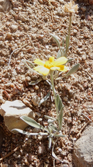 Tetraneuris argentea