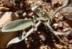 Tetraneuris argentea