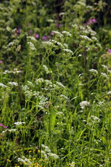 Anthriscus sylvestris