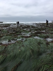 Phyllospadix scouleri