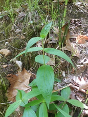 Spigelia marilandica