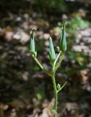 Lactuca hispida