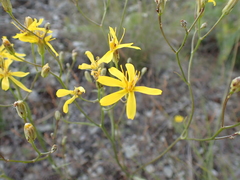 Crepis atribarba
