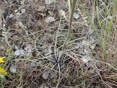 Crepis atribarba