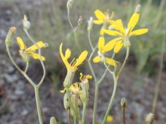 Crepis atribarba