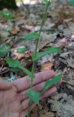 Lactuca hispida