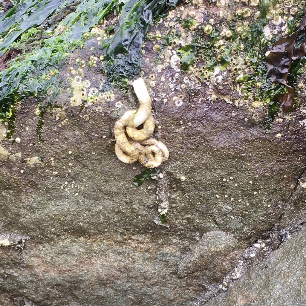 Tube-building worm