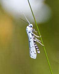 Myelois circumvoluta