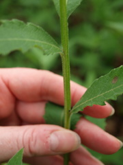 Verbesina helianthoides