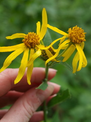 Verbesina helianthoides