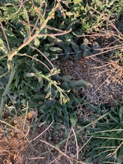 Erucastrum austroafricanum