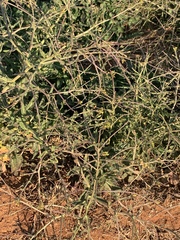 Erucastrum austroafricanum