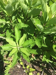 Veronicastrum virginicum