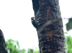 Leiopicus mahrattensis