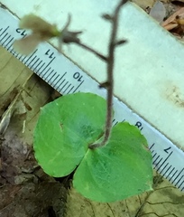 Neottia smallii