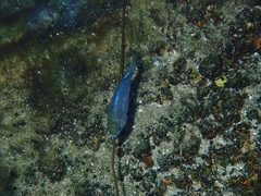 Cyprinodon nevadensis mionectes