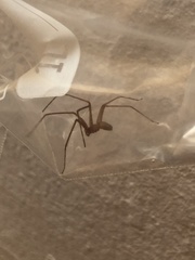 Loxosceles rufescens