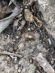 Loxosceles rufescens