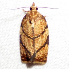 Argyrotaenia juglandana