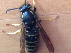 Vespula acadica