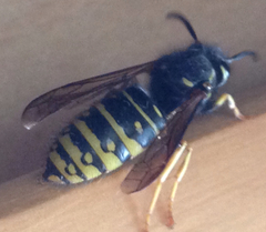 Vespula acadica