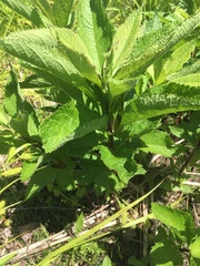 Veronicastrum virginicum