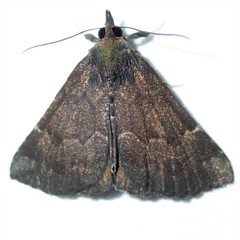 Hypena sordidula