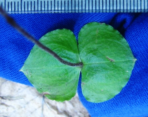 Image of Neottia smallii by no rights reserved