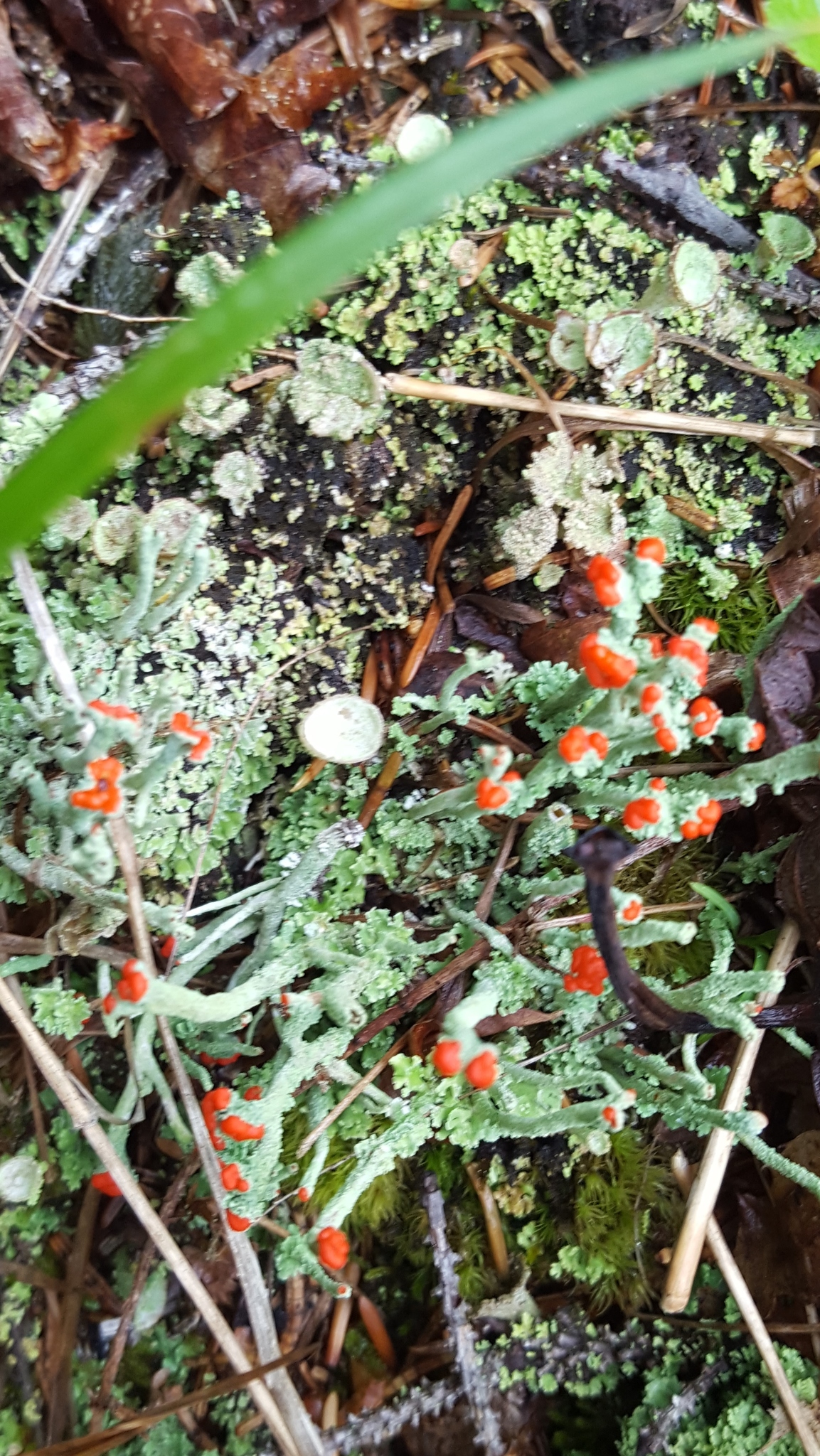 Cladonia cristatella image