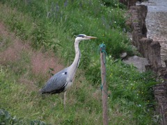 Ardea cinerea